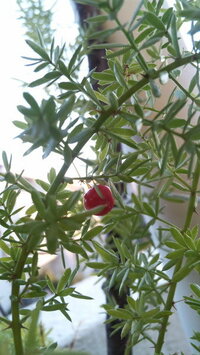 赤い実をつけたこの植物の名前を教えてください 雑貨屋で購入した植 Yahoo 知恵袋