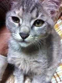 猫の目が開きにくそうなんです 獣医さんになんともないよと言われとまどってい Yahoo 知恵袋