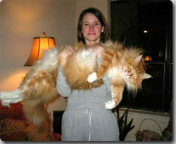 大きくなる猫の特徴 閲覧いただきありがとうございます 写真のような大き Yahoo 知恵袋