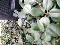 植物に付けられた白い塊 ブルーベリーや他の植物の枝や茎に Yahoo 知恵袋