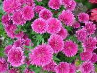 ﾋﾟﾝｸ色のﾈﾓﾌｨﾗってありますか 近所に咲いてる花がﾈﾓﾌｨ Yahoo 知恵袋