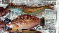 先日 釣り上げた魚ですがなんと言う名前ですか 画像の上側のお腹側が青い魚で Yahoo 知恵袋