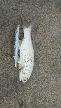 この魚名前を教えてください ツバメコノシロです サーフでキ Yahoo 知恵袋