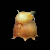 深海にいるそうです これは何という名前の生き物ですか もしかしたらな Yahoo 知恵袋