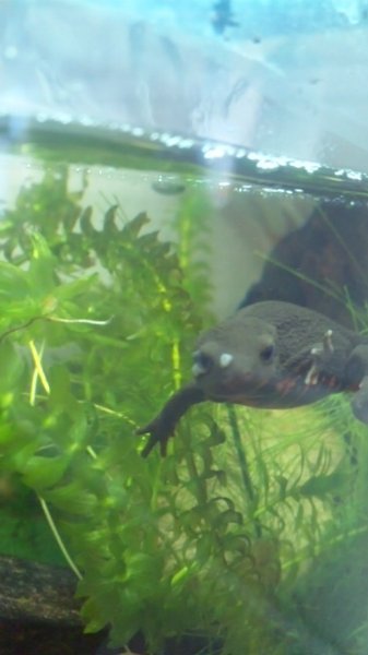 水カビ アカハライモリ に関するq A Yahoo 知恵袋