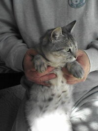 猫にしてあげられること。 リンパ腫の3歳の猫が、現在抗がん剤治療中です。
明日2回目の抗がん剤投与になるのですが、1回目を終え、猫はとても元気です。
抗がん剤が効いても余命1年と聞いています。
今元気なうちに、この子のためにしてあげられることは何でしょうか？
この子は2年前に保護した子で、それまで野良猫だったのか、捨てられてしまった飼い猫だったのかわかりませんが、
うちに来た日から...