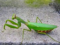 急ぎです 飼っていたカマキリが脱皮してたのですが背中が黒く羽もかまもぐにゃぐに Yahoo 知恵袋