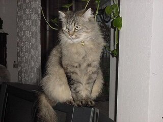 サイベリアンって種類の猫ちゃんって飼いやすいですか サイベ Yahoo 知恵袋