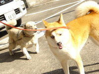 知らない犬同士が鼻をくっつけ合うのはどんな意味があるんでしょうか お Yahoo 知恵袋