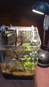 コリドラスパンダミニサイズについて 先日 熱帯魚ショップにコリドラスパン Yahoo 知恵袋