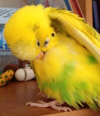 うちのセキセイインコ二羽がギーギーギャーギャー鳴きます どう Yahoo 知恵袋