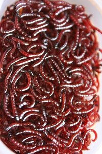 ご家庭もちのアクアリストさんに質問 冷凍の赤虫や糸ミミズな Yahoo 知恵袋