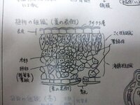 なんで海綿状組織が葉の裏側で 柵状組織が表側にあるんでしたっけ 柵状 Yahoo 知恵袋