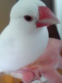 文鳥の性別が分かりません 生後 1歳3カ月の文鳥です ダンスしない Yahoo 知恵袋