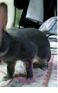 飼ってるウサギの体の色や模様が度々変わるんですけどそういうもの Yahoo 知恵袋