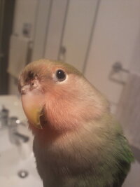 コザクラインコを飼ってます 保温もしてるのですが先日から鼻水がよ Yahoo 知恵袋