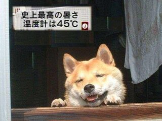最も欲しかった 犬 可愛く ない チワプー 成 犬 可愛く ない Okepictutyi