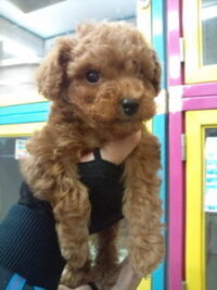 メス犬の名前 二文字でかわいいのありますか モモ ララの他にあれ Yahoo 知恵袋