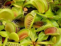 食虫植物って生きてるんですか ちゃんと生きていますよ 根っ Yahoo 知恵袋