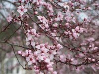 このお花の名前分かりますか 桜に似ているのですが 桜よりも濃いピンク Yahoo 知恵袋