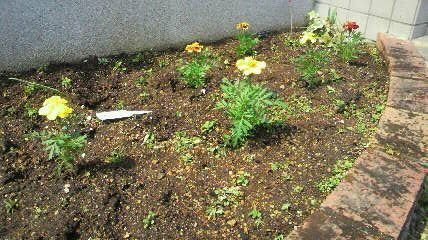 マリーゴールドを花壇に植えたのですが どのくらいの間隔をあけて植えれば Yahoo 知恵袋