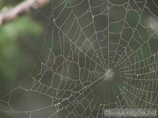 蜘蛛の巣に よく引っ掛かる昆虫を教えてもらえませんか いいかな Yahoo 知恵袋