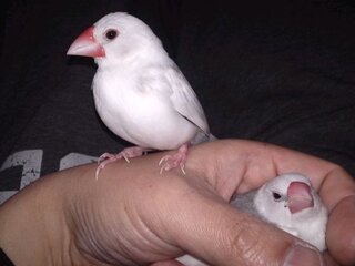 文鳥についてアドバイスお願いします 籠で二羽飼っています 一羽は握り文鳥ベ Yahoo 知恵袋