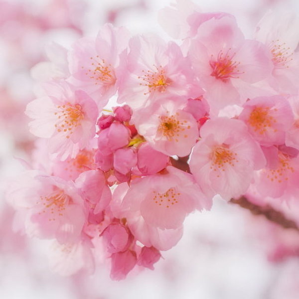 桜 のつく言葉 そろそろ花便りを聞く頃になりましたが 桜 のつ Yahoo 知恵袋