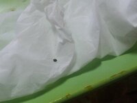 黒い丸い小さい虫 テントウムシみたいな甲羅が固いノロマな虫が大量発生 Yahoo 知恵袋