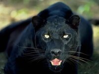 黒いライオンって本当に実在するのですか ネット上で話題になっているたて Yahoo 知恵袋