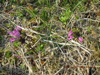ヒメオドリコソウという植物についてなんですが 昔この植物のピンクの花みたいな部 Yahoo 知恵袋