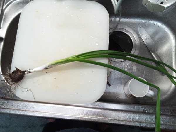 ネギの様な植物が生えているのですが 食用でしょうか 自宅の Yahoo 知恵袋
