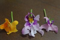 ガーデニング好きですが 我が家のパンジーやビオラの花びらが何かの Yahoo 知恵袋