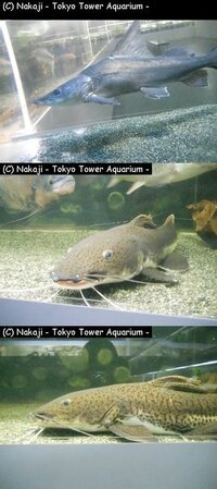 大型ナマズの種類 東京タワー水族館で撮影したのですが 種類が Yahoo 知恵袋