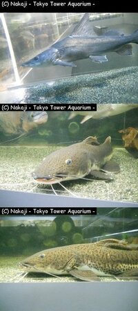 大型ナマズの種類 東京タワー水族館で撮影したのですが 種類が Yahoo 知恵袋