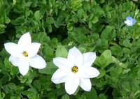 写真の６弁の白い花の名前を教えてください 雑草の中から浮き出てい Yahoo 知恵袋