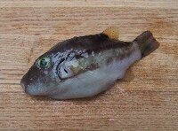 川でとれたカジカの美味しい食べ方 又は調理法があれば教えてください 何時 Yahoo 知恵袋