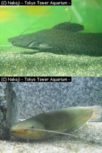 ナマズの種類 東京タワー水族館で撮影したのですが 種類がわか Yahoo 知恵袋