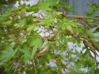 庭木のもみじの葉が葉先のほうから縮れるように枯れてきました 病気 Yahoo 知恵袋
