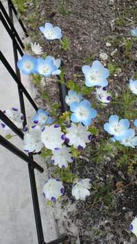 オオイヌノフグリ 子供の頃は意味も分からず 青い小さな花を見つける Yahoo 知恵袋