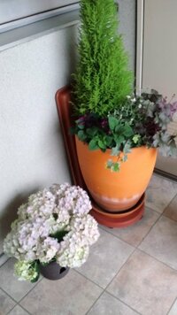 半日陰でも育つ夏の花を教えて下さい 玄関に寄せ植えを置きたいのですが Yahoo 知恵袋