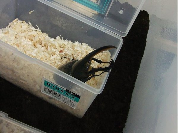 ヘラクレスオオカブトの未後食の期間先日オークションにて入手したの 