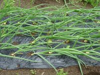 風で倒れてしまった玉ねぎの葉はそのままでも起き上がってきますか Yahoo 知恵袋