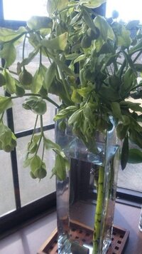 クリスマスローズの切り花を長持ちさせる方法 クリスマスロー Yahoo 知恵袋