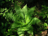 ワラビやゼンマイなどの食用植物の総称は 野菜じゃないの ワラビ ゼ Yahoo 知恵袋