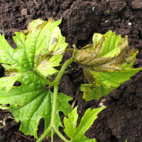 ゴーヤの苗を植えましたが 茶色に変色して枯れ始めました 何が原因でしょうか Yahoo 知恵袋