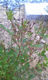 ミニバラにたくさん蕾がつきますが 咲かずに枯れてしまいます蕾を間引きしたほ Yahoo 知恵袋