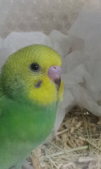 インコの鳴き声について ウチのセキセイインコは最近よく飛ぶようになり Yahoo 知恵袋