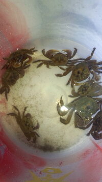 海の磯場によくいるカニって食べれるんですか 海の磯場やテト Yahoo 知恵袋