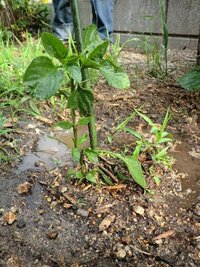 唐辛子栽培花が咲かない状態です なぜでしょうか 梅雨明けして Yahoo 知恵袋